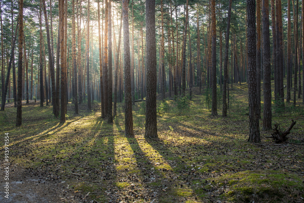 A forest with trees and sunlight shining through the leaves A forest with trees and sunlight shining through the leaves