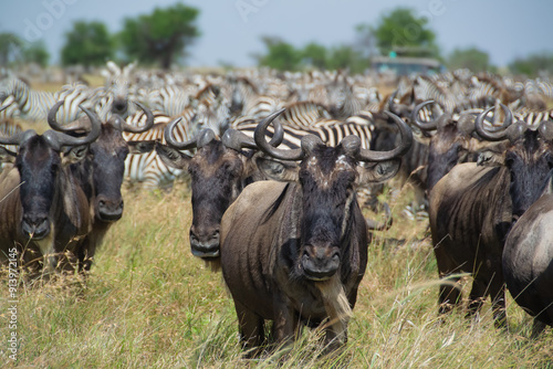 Great Migration of Wildebeest and Zebras in the Serengeti