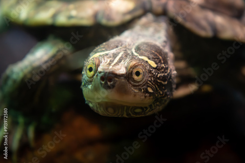 sea turtle face on photo