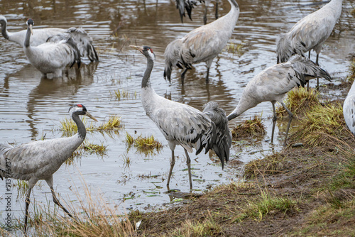 Group of cranes eating and fighting and standing around the lake