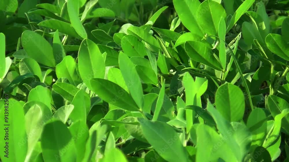 Fresh and green peanut leaves in the field during the day with the wind blowing. Slow motion fiew Fresh and green peanut leaves in the field during the day with the wind blowing. Slow motion fiew