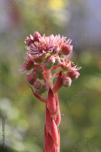 gros plan sur des fleurs de joubarbe 