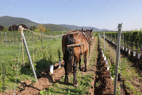 Fotografija workhorse in the vineyard