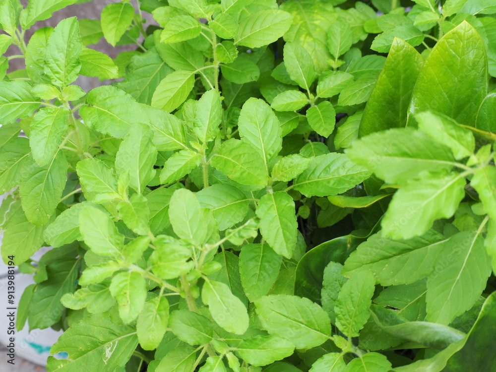 Holy Basil grown in gaden. Basil is considered the queen of herbs. Ozimum sanctum is aromatic herbaceous plant popularly grown as vegetable. Sweet basil is herb with spicy taste and pungent smell.
Holy Basil grown in gaden. Basil is considered the queen of herbs. Ozimum sanctum is aromatic herbaceous plant popularly grown as vegetable. Sweet basil is herb with spicy taste and pungent smell.