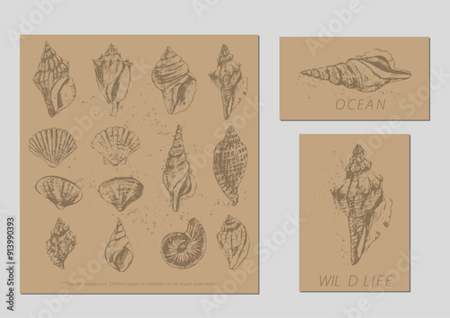 Vector sea life illustration set. Seashells on craft paper brown color