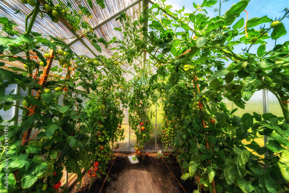 Anbau von Tomaten in einem Gewächshaus im eigenen Garten Anbau von Tomaten in einem Gewächshaus im eigenen Garten