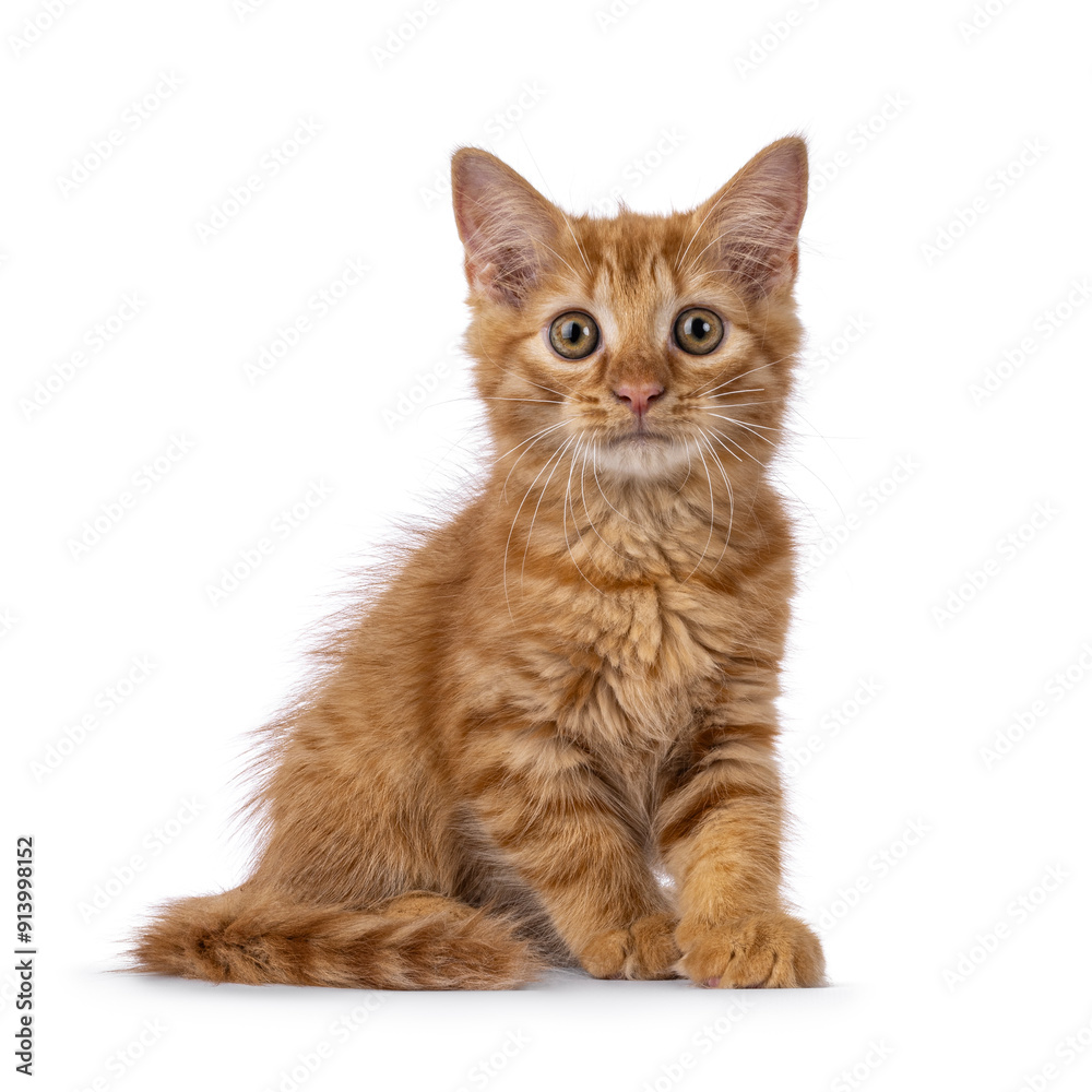 Cute little red house cat kitten, sitting up facing front. Looking straight to camera with big eyes. Isolated on a white background. Cute little red house cat kitten, sitting up facing front. Looking straight to camera with big eyes. Isolated on a white background.