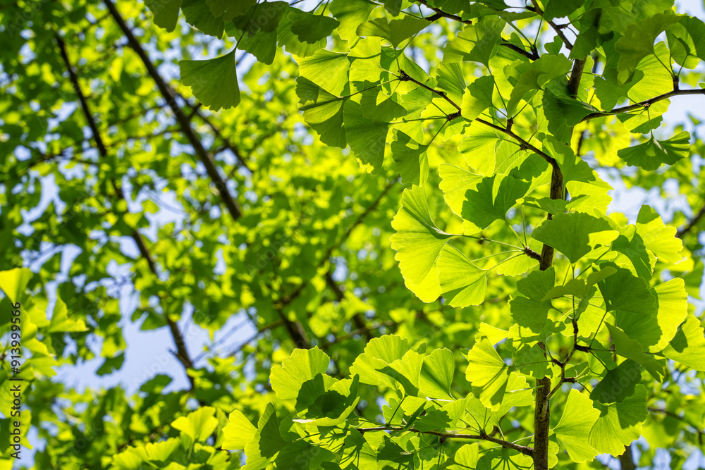 green leaves in sunlight green leaves in sunlight