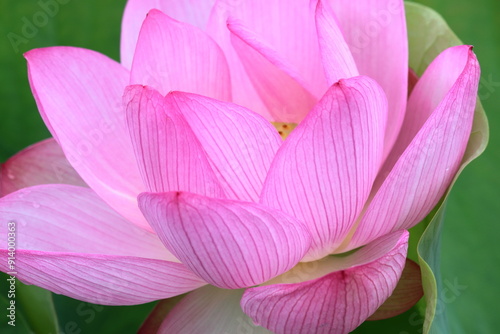 美しい蓮の花びら　（高知県　土佐市　蓮池公園）