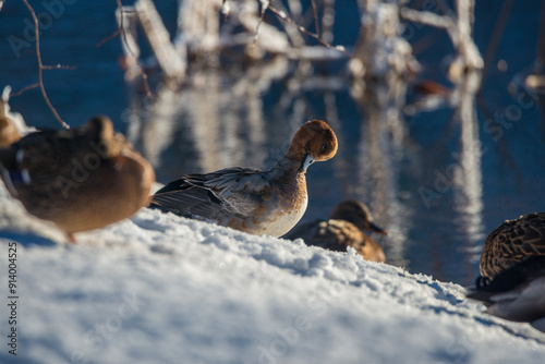 A shot of a male eurasian wigeon in winter. Latvia, swimming. photo