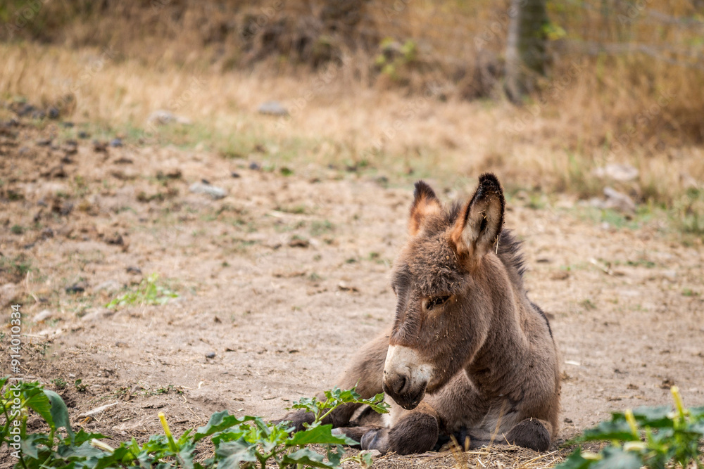 Fototapeta premium Ane couché sur le sol