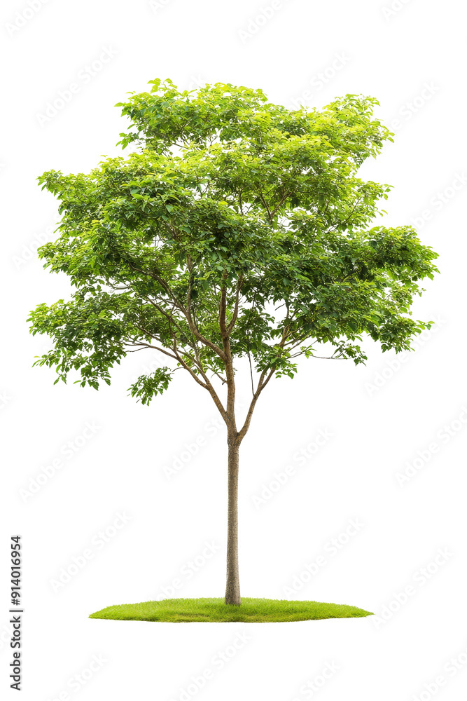 Green Tree Isolated Green Tree Isolated