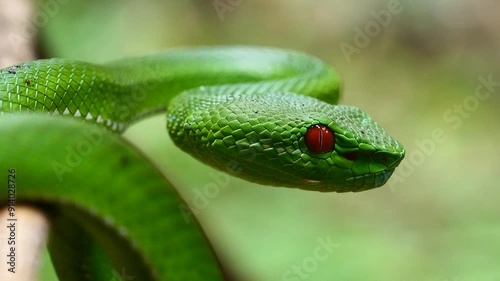 Close up Green Pit Viper snake in Thailand and Southeast Asia. photo