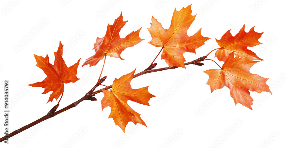 maple leaves autumn tree branch isolated on white transparent background. cut out maple leaves autumn tree branch isolated on white transparent background. cut out