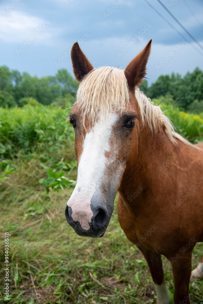 Brown painted horses in lush field during summer blooms Brown painted horses in lush field during summer blooms