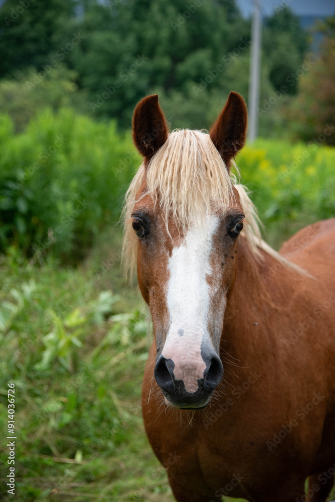 Brown painted horses in lush field during summer blooms Brown painted horses in lush field during summer blooms
