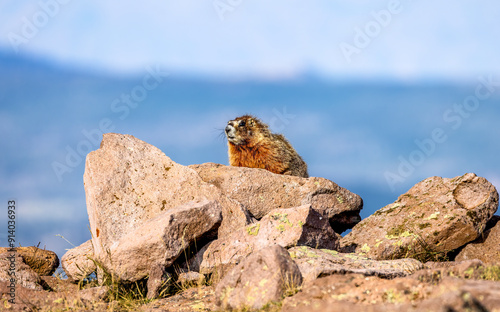 Marmots4
