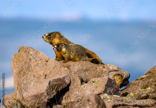 Marmots2