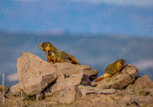 Marmots1