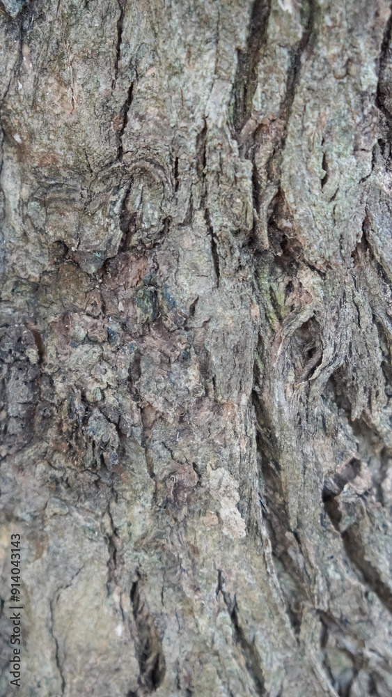 Closeup of tree bark with rough texture and light. Closeup of tree bark with rough texture and light.