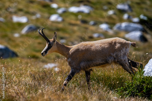 The balkan Chamois, Rupicapra rupicapra balcanica, in the Pirin mountains, Bulgaria. photo