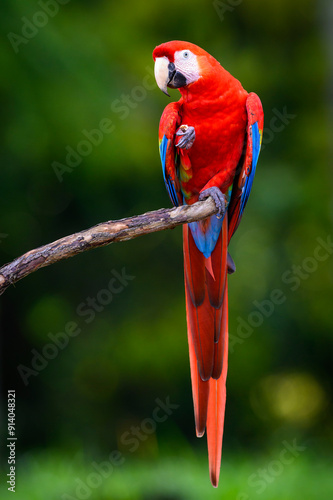 Obraz na płótnie Scarlet Macaw (Ara macao) sitting on a branch eating something Costa Rica. w salonie