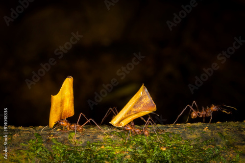 Leafcutter Ants (Atta cephalotes), workers carrying leaf segments to their nest, Costa Rica. photo