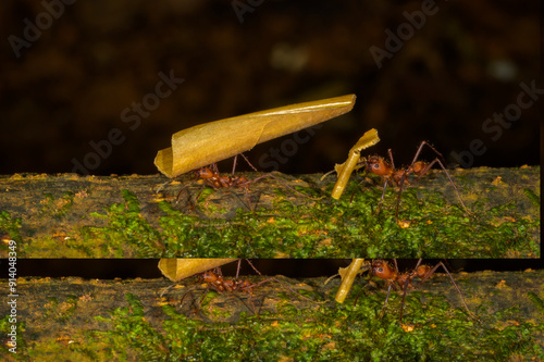 Leafcutter Ants (Atta cephalotes), workers carrying leaf segments to their nest, Costa Rica. photo