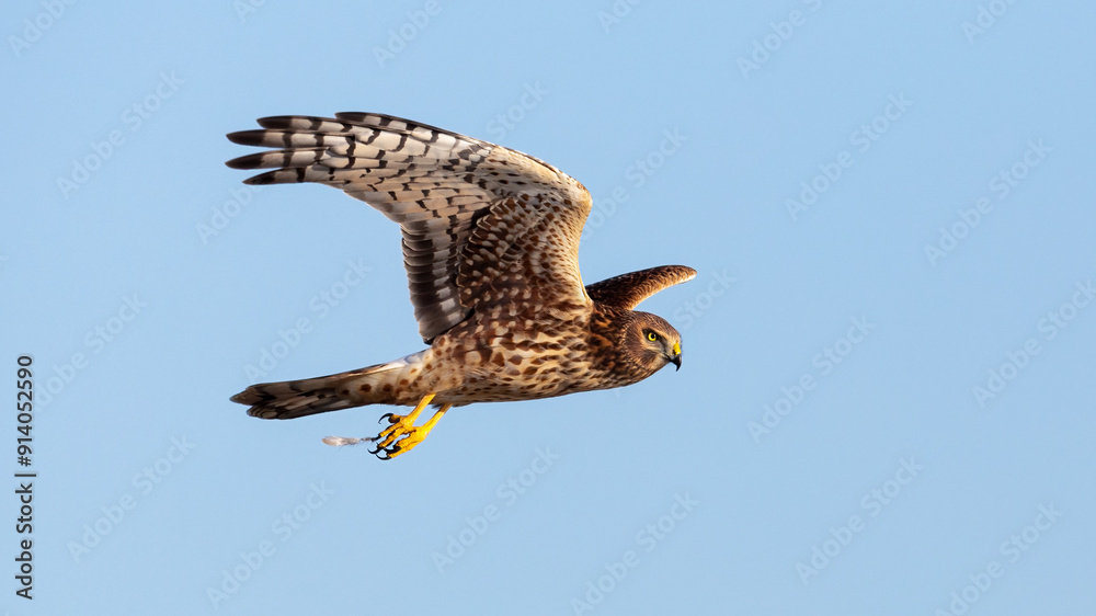 Fototapeta premium Northern Harrier Hawk flying over the marsh.