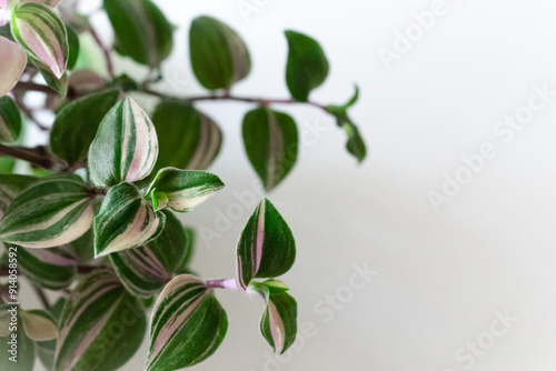 Tradescantia Fluminensis 'Tricolor'