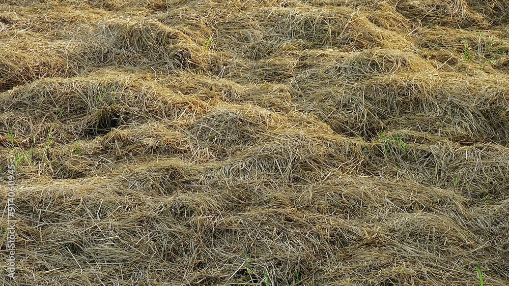 Harvested rice straw in the field, closeup of photo Harvested rice straw in the field, closeup of photo