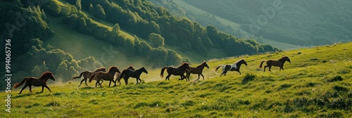 A herd of wild mustang horses gallop on a beautiful green hill in the mountains