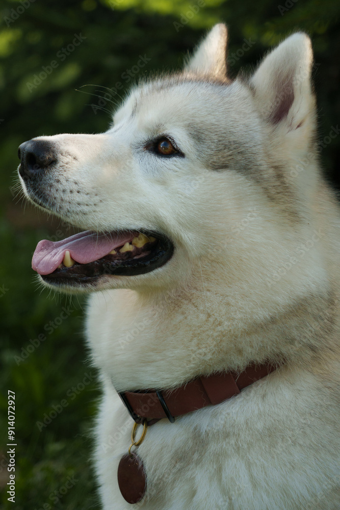 Husky close-up. Beautiful young dog. Husky close-up. Beautiful young dog.