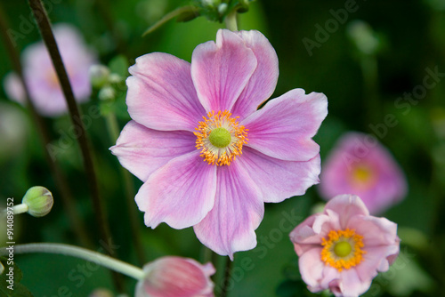 Anemone hupehensis. Pink Chinese anemone or Japanese anemone, thimbleweed, or windflower. Stylish anemones close-up of flower petals.  Delicate abstract floral pastel background. Postcard