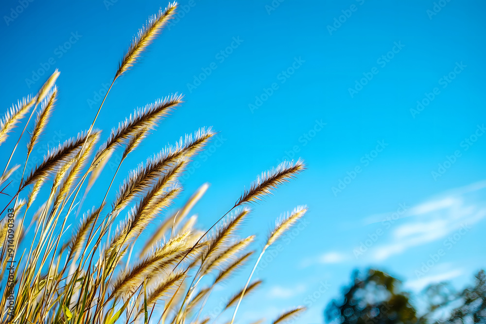 Pennisetum pedicellatum,tall flower grasses sways in summer breeze beneath vast blue sky,eco-friendly,environment ecology concept. Pennisetum pedicellatum,tall flower grasses sways in summer breeze beneath vast blue sky,eco-friendly,environment ecology concept.