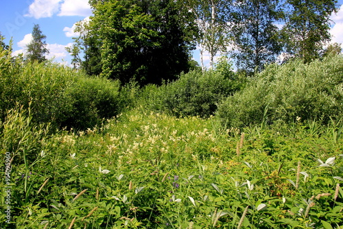 Close up of the flowers of Filipendula ulmaria, commonly known as meadowswee during summer. white meadow flowers photo