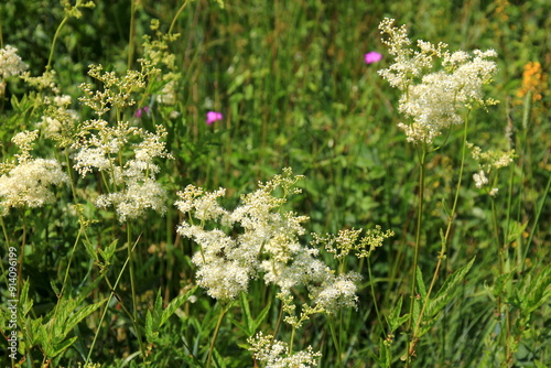 Close up of the flowers of Filipendula ulmaria, commonly known as meadowswee during summer. white meadow flowers photo