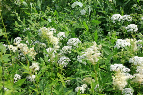 Close up of the flowers of Filipendula ulmaria, commonly known as meadowswee during summer. white meadow flowers photo