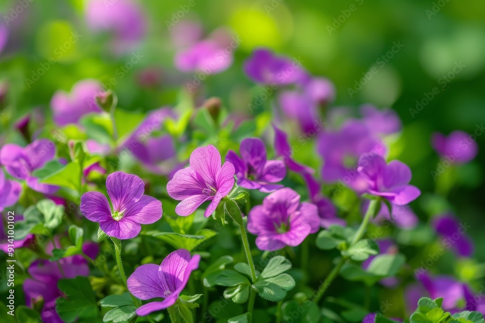 Purple watercress flower in the home garden Purple watercress flower in the home garden