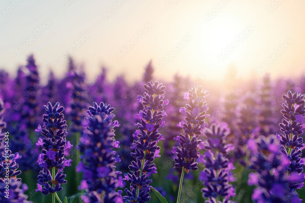 Purple lavender flowers in full bloom during a beautiful sunrise, creating a serene and peaceful natural landscape perfect for relaxation and meditation. Purple lavender flowers in full bloom during a beautiful sunrise, creating a serene and peaceful natural landscape perfect for relaxation and meditation.