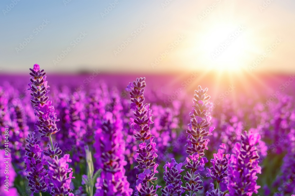 Lavender field in full bloom at sunset, showcasing vibrant purple flowers under a golden sky, capturing the essence of nature's tranquility and beauty. Lavender field in full bloom at sunset, showcasing vibrant purple flowers under a golden sky, capturing the essence of nature's tranquility and beauty.