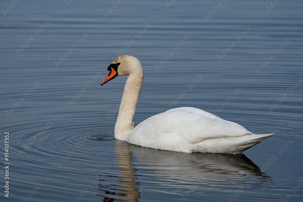 Swan, swans (Cygnus) swimming on a lake Swan, swans (Cygnus) swimming on a lake