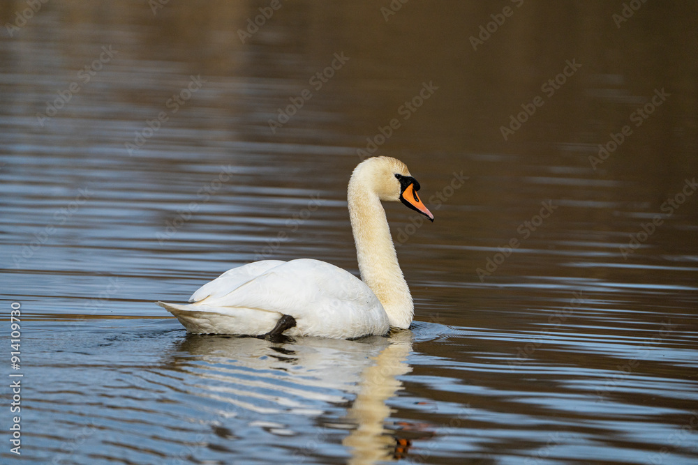Swan, swans (Cygnus) swimming on a lake Swan, swans (Cygnus) swimming on a lake