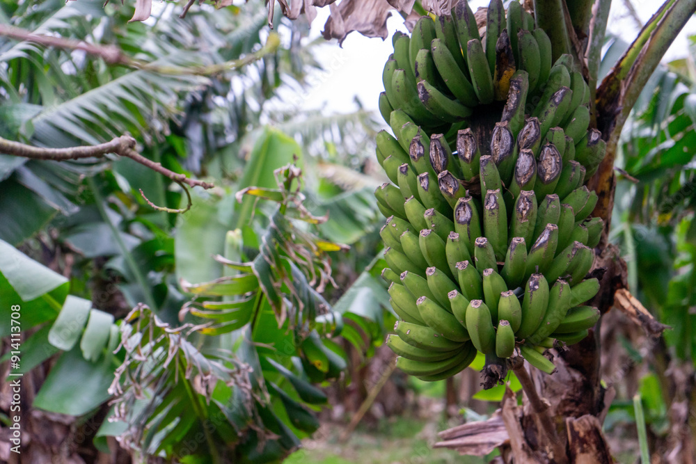 A cluster of ripe bananas hanging from a banana tree in a lush plantation on Terceira Island, Azores, Portugal, showcasing the region's unique subtropical agriculture. A cluster of ripe bananas hanging from a banana tree in a lush plantation on Terceira Island, Azores, Portugal, showcasing the region's unique subtropical agriculture.