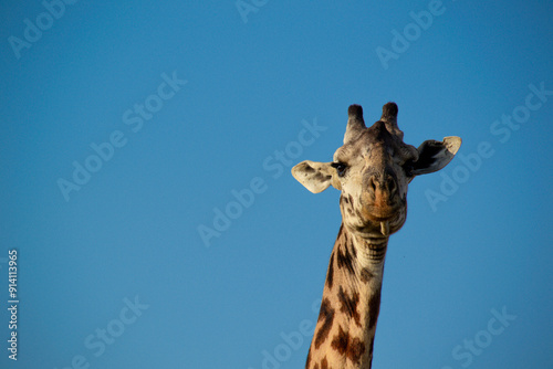 Giraffe Looking at Camera Against Blue Sky Portrait