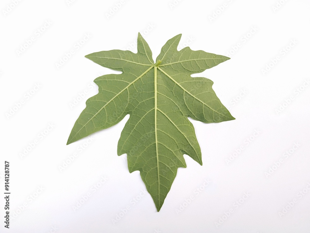 Fototapeta premium Papaya leaves green texture isolated on white background 