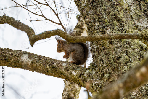 a squirrel jumps on a branch