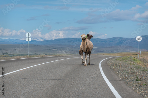 camel road asphalt mountains steppe