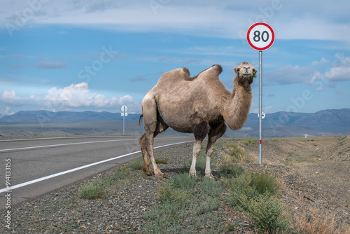 camel road asphalt mountains steppe