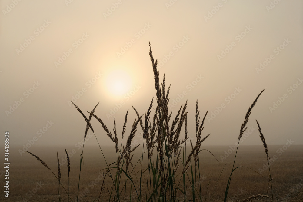 abstract foggy nature background. wild grass in field, Early Morning Mist. Beautiful landscape. peaceful harmony nature image. summer or autumn season